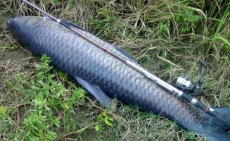 青鱼视频在线观看国产,青鱼视频带你领略国产影视魅力